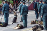 La Guardia Civil adiestra a sus unidades caninas en nuevas modalidades de detección